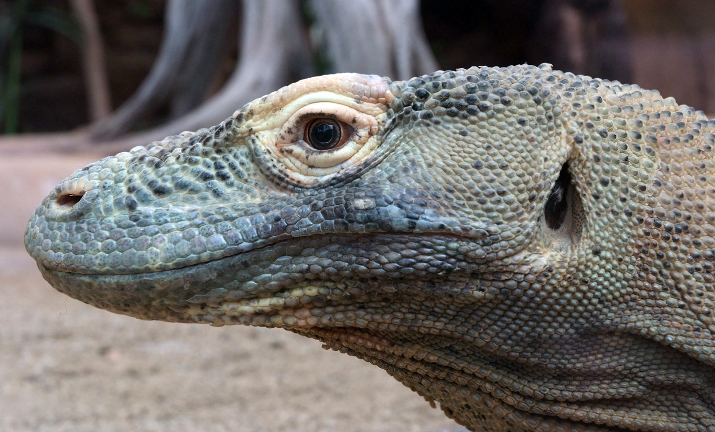 Drag n De Komodo Zoo Barcelona